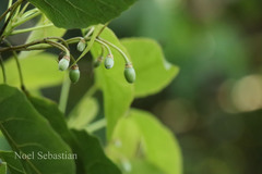 Paramignya monophylla